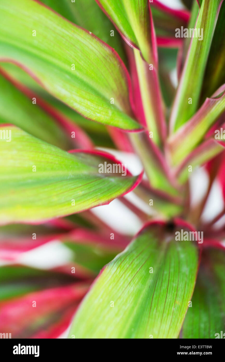 Cordyline fruticosa (L.) A.Chev Stock Photo Alamy