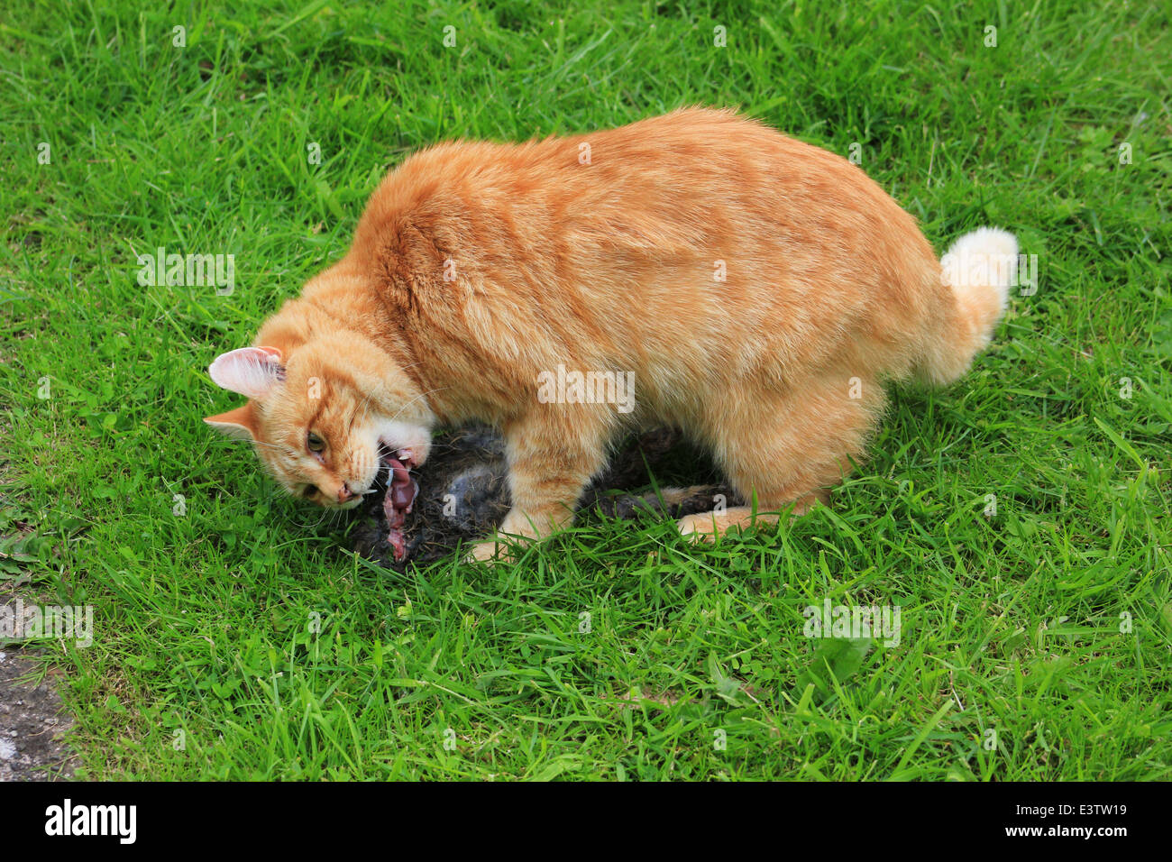 Ginger cat eating dead rabbit Stock Photo Alamy