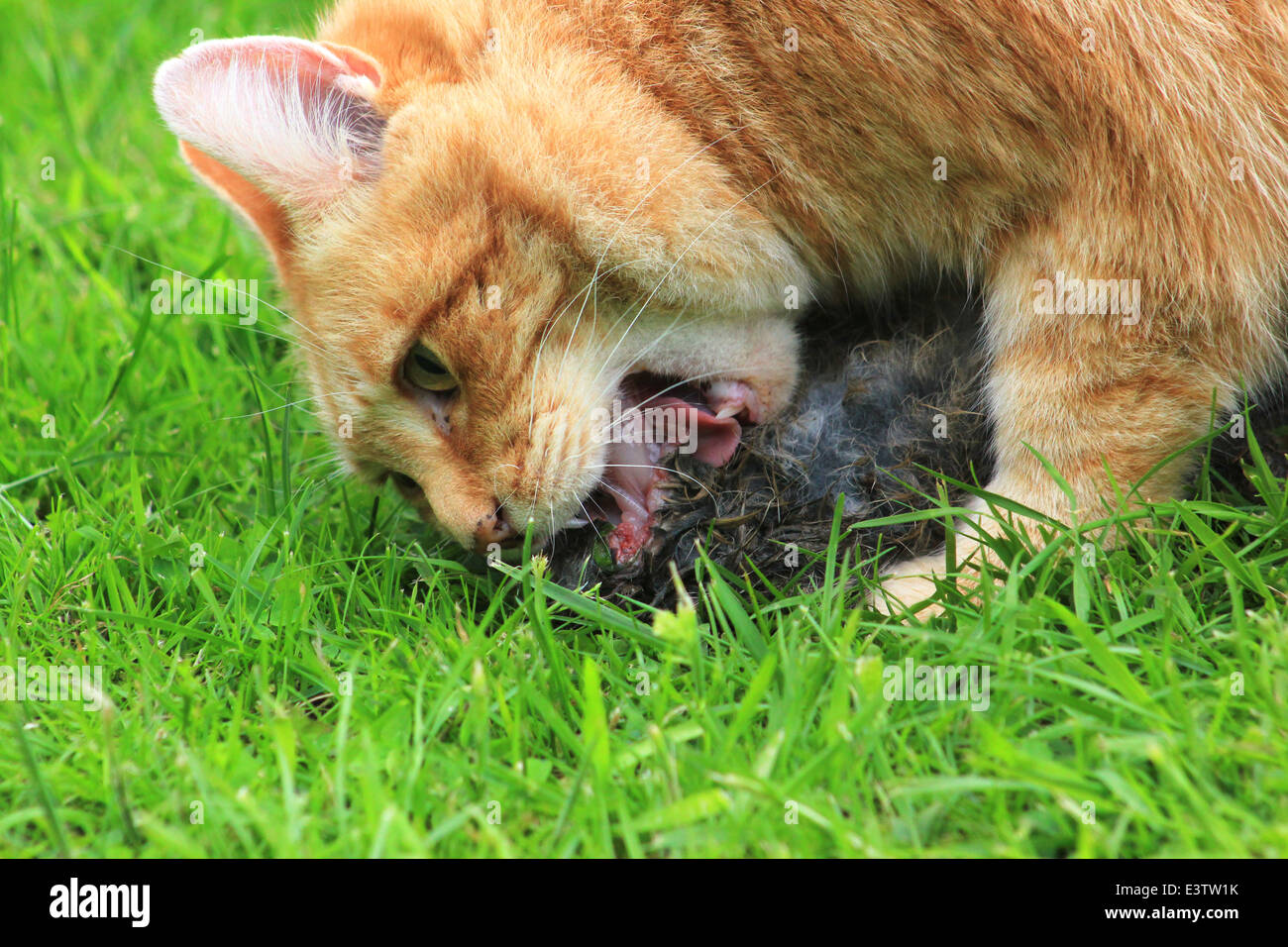 Ginger cat eating dead rabbit Stock Photo Alamy