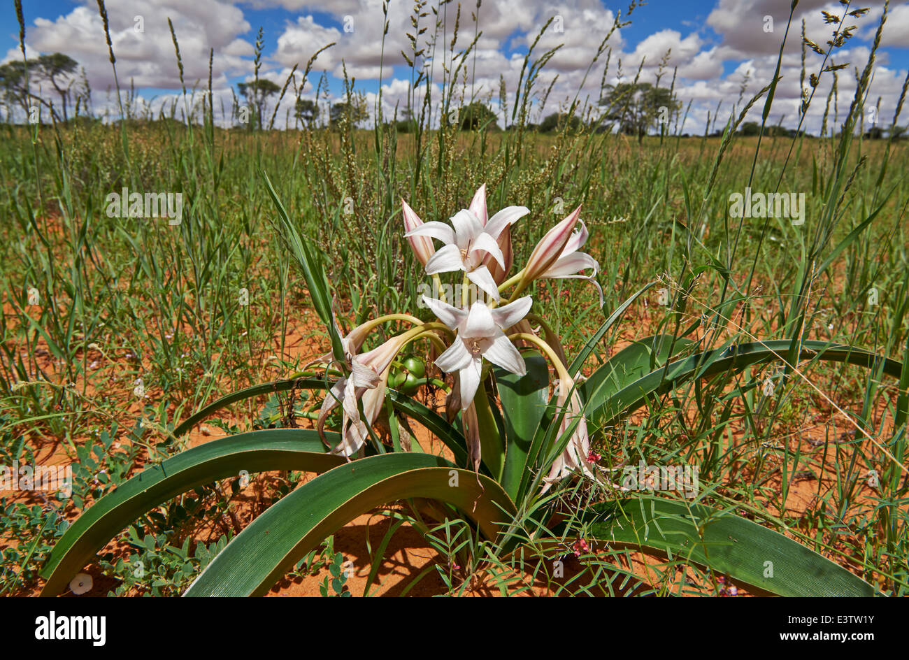 lily flower in landscape, Kgalagadi Transfrontier Park, Kalahari, South
