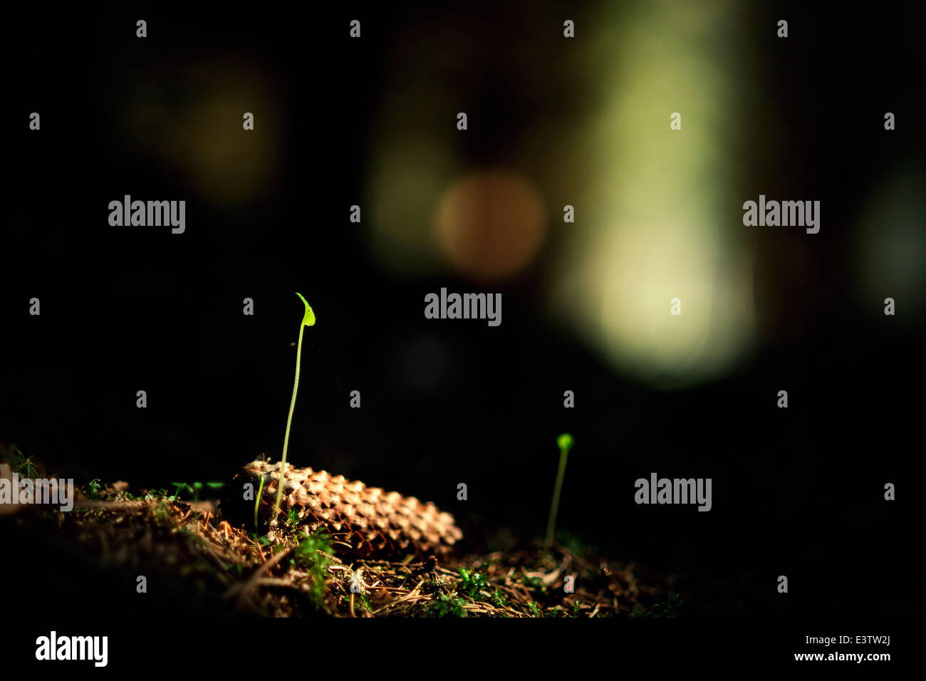 spruce cone lying on forest floor Stock Photo