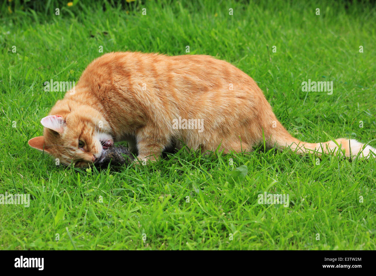 Cat hunting rabbit hires stock photography and images Alamy