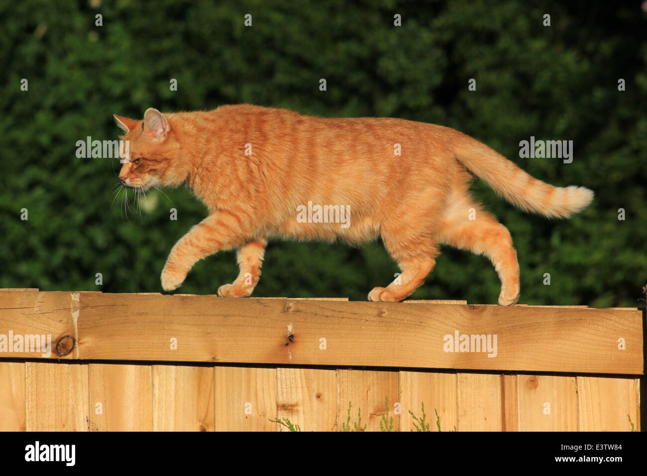 Ginger cat on garden fence Stock Photo - Alamy
