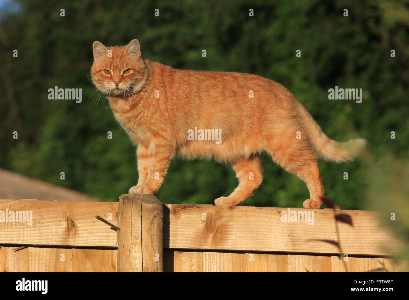 Ginger cat on garden fence Stock Photo - Alamy