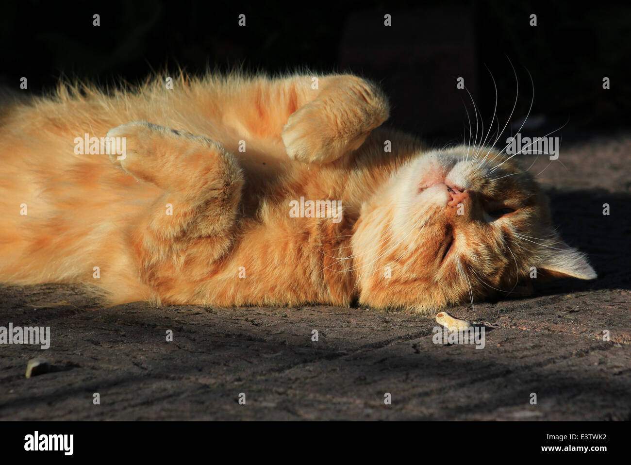 Ginger cat sleeping on garden path Stock Photo - Alamy