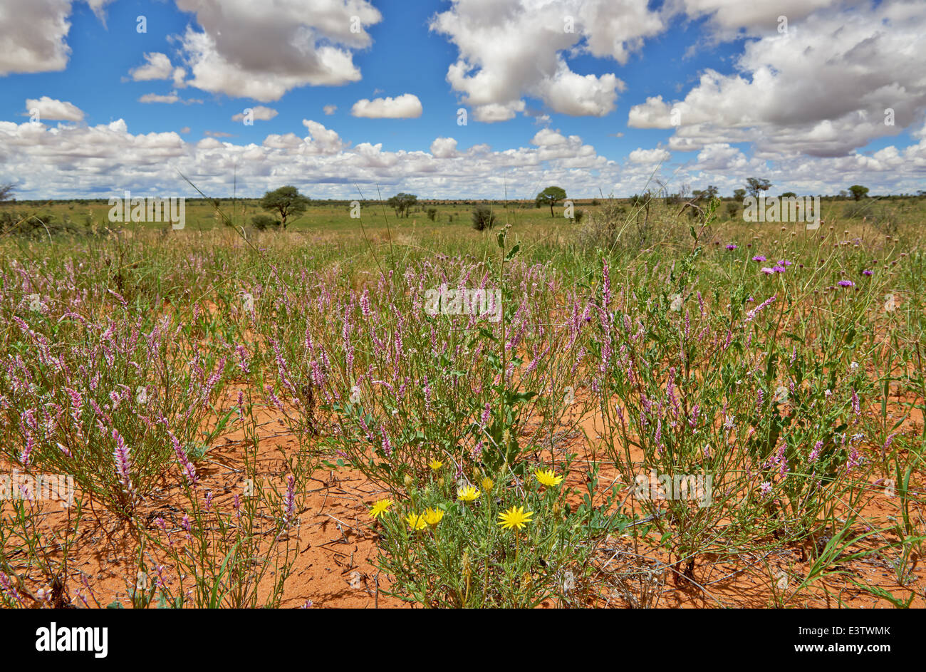 Kgalagadi Transfrontier Park Flowers Stock Photos & Kgalagadi