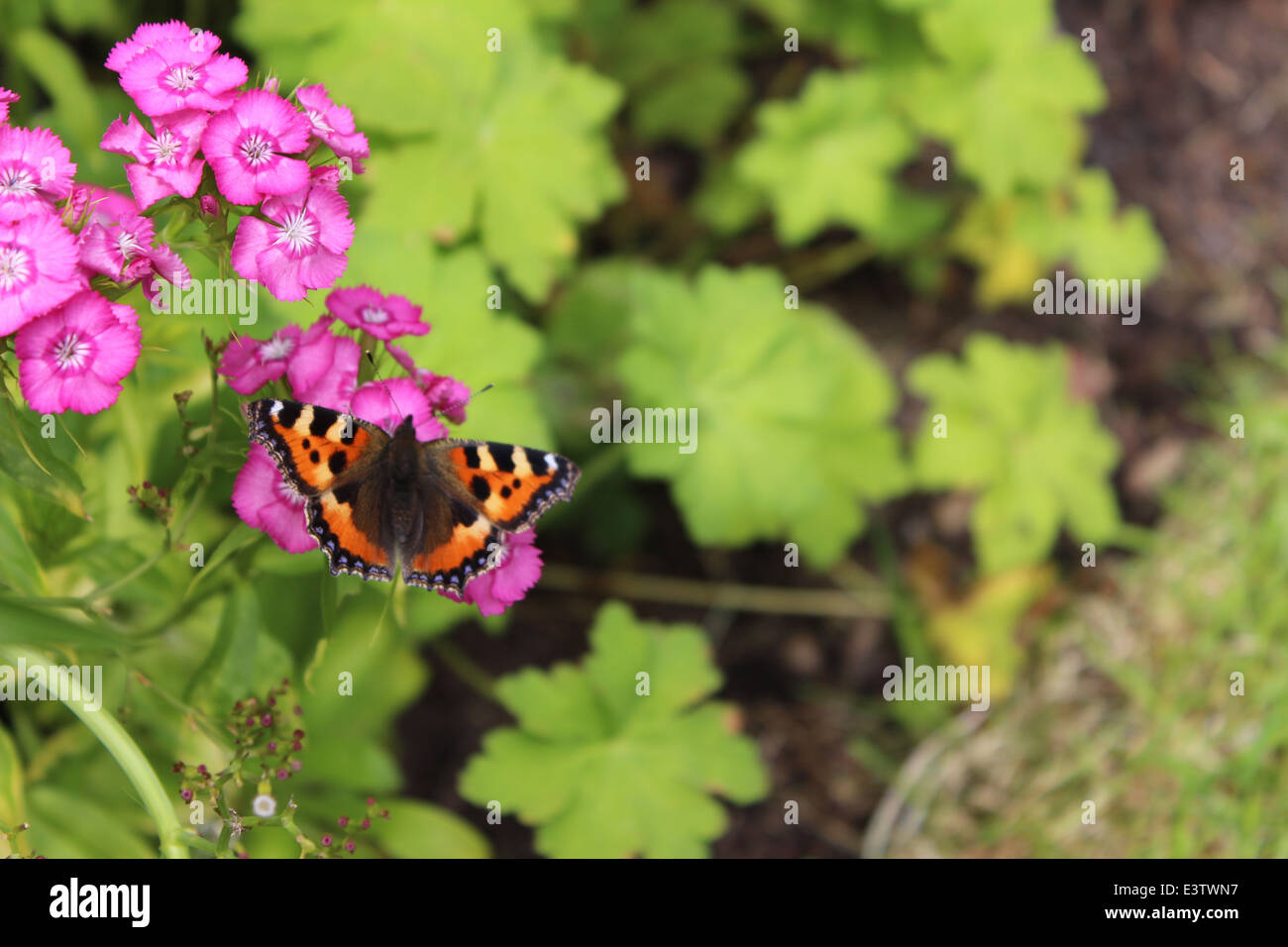 Moseley Old Hall Stock Photo Alamy