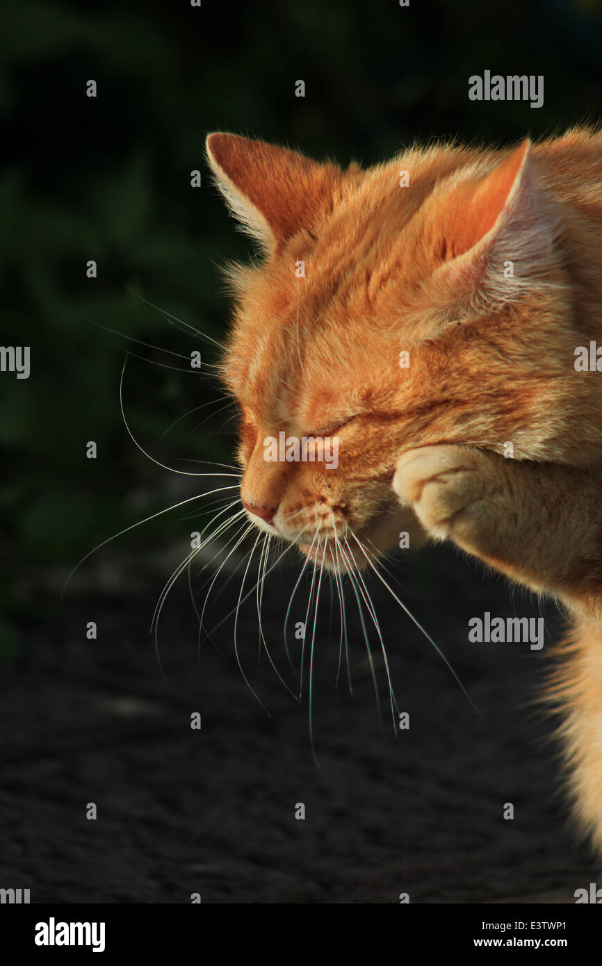 Ginger cat rubbing face with paw Stock Photo Alamy