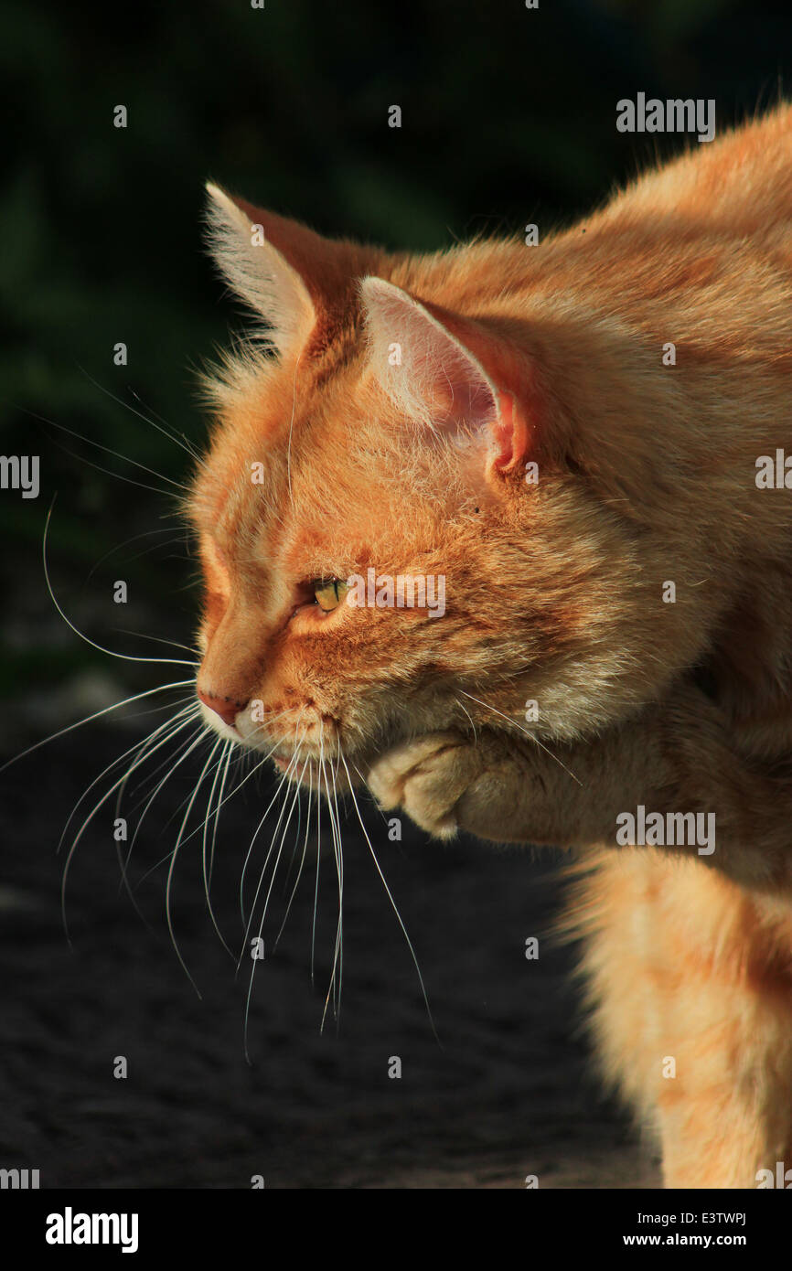 Ginger cat rubbing face with paw Stock Photo Alamy