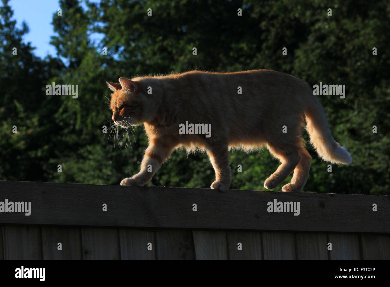 Ginger cat on garden fence Stock Photo - Alamy