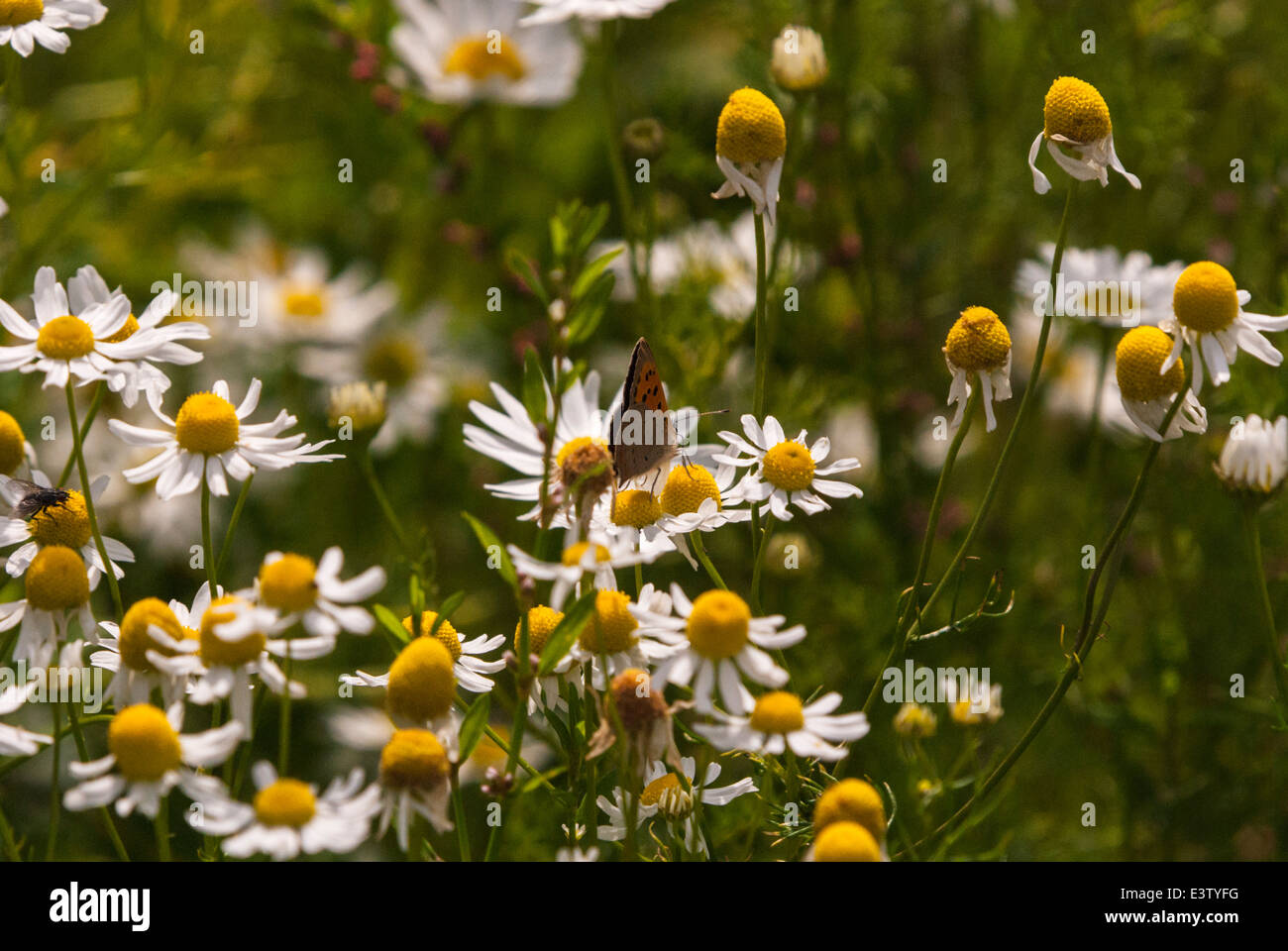 A Small Copper butterfly, Lycaena phlaeas, feeding on a daisy, Bellis perennis Stock Photo