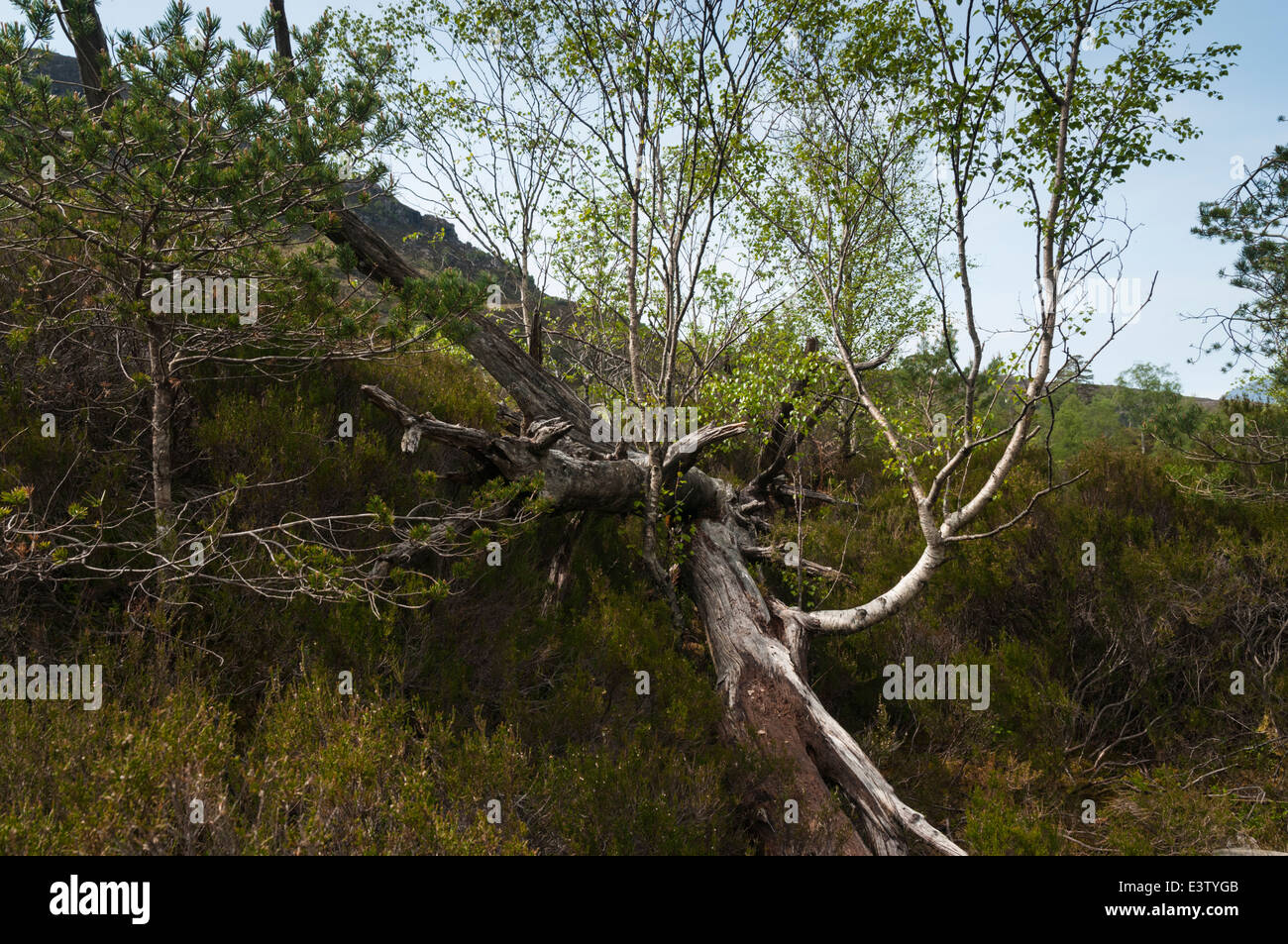 Dead tree with other growth on it. Torridon national park Wester Ross Scotland. 19th May 2014 Stock Photo