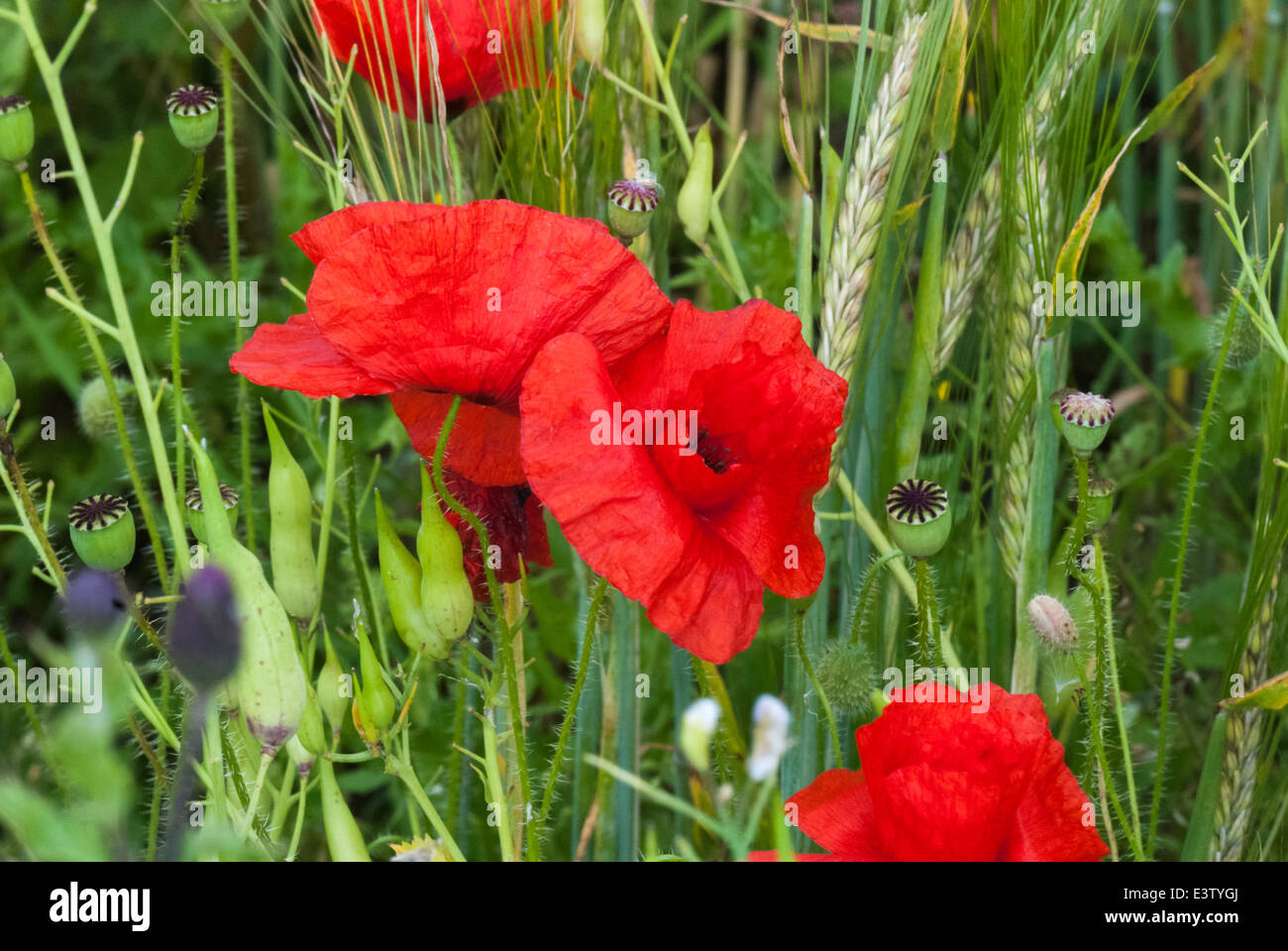 Poppies, Papaveroideae, in the Hedgerow Stock Photo