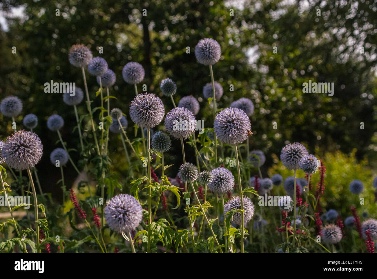 One of the onion plants, Allium, in flower. Stock Photo