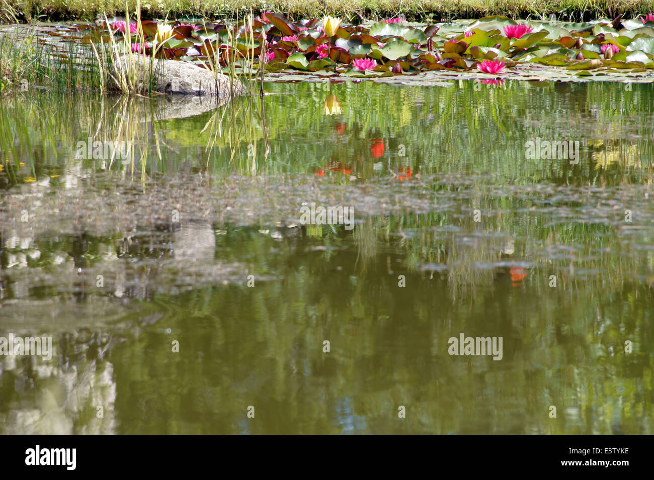 Water Lily Pond Stock Photo - Alamy