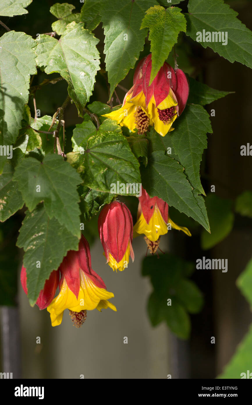 Hanging flowers of the flowering maple, Abutilon ‘Kentish Belle’ Stock