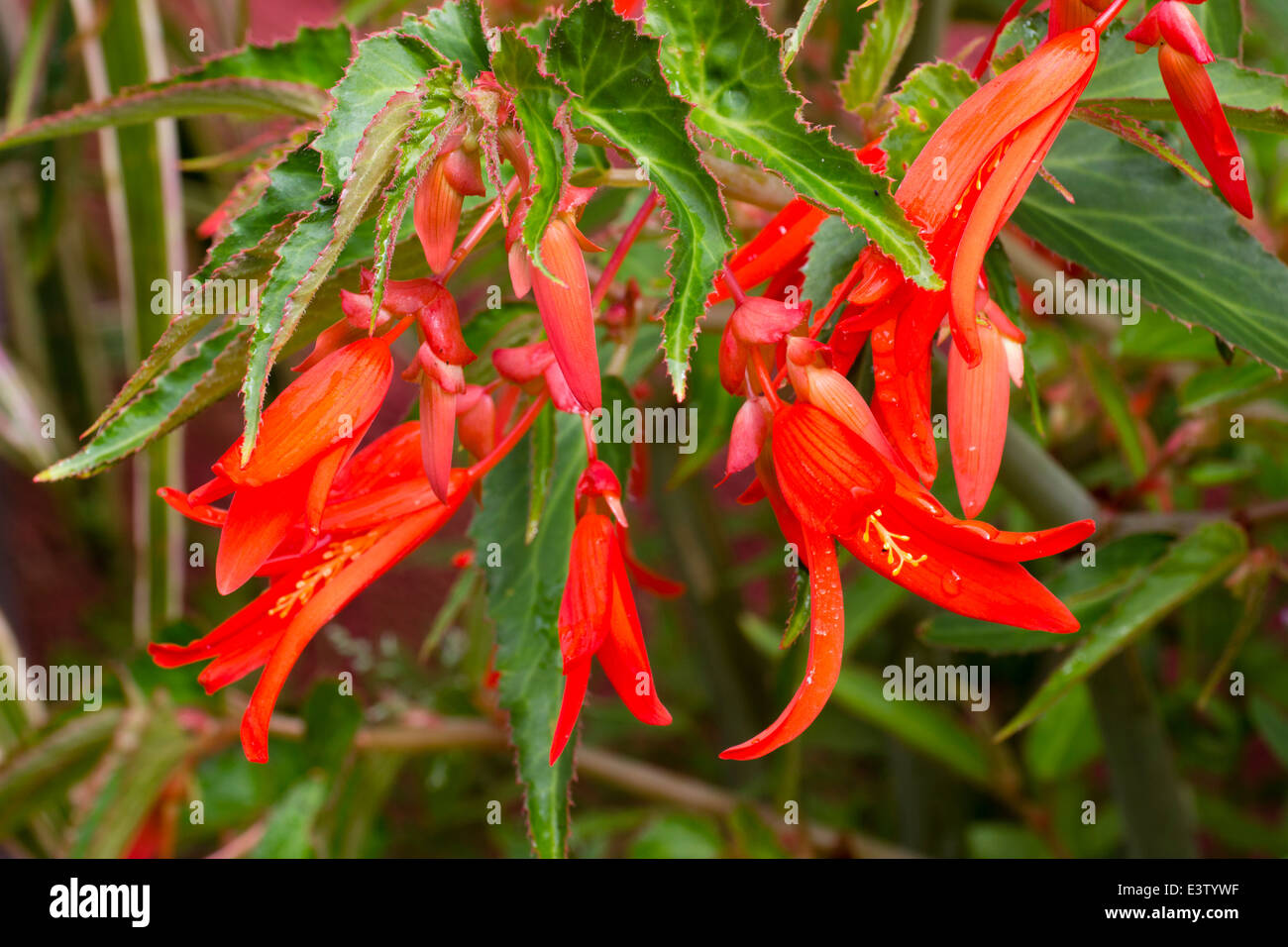 Flowers of the half hardy tuber, Begonia boliviensis 'Bonfire' Stock Photo