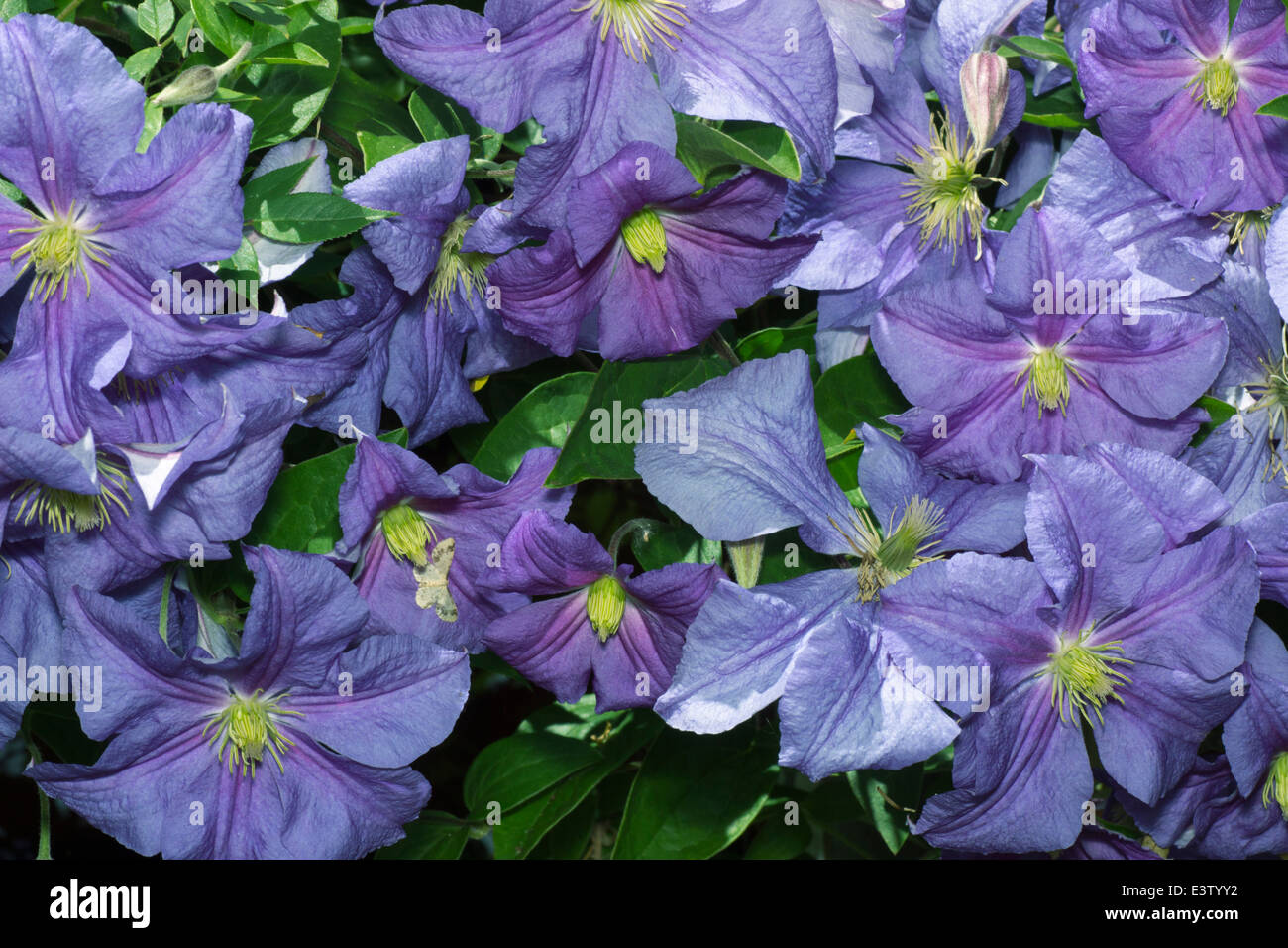 Flowers of the summer flowering climber, Clematis 'Perle d'azur' Stock Photo