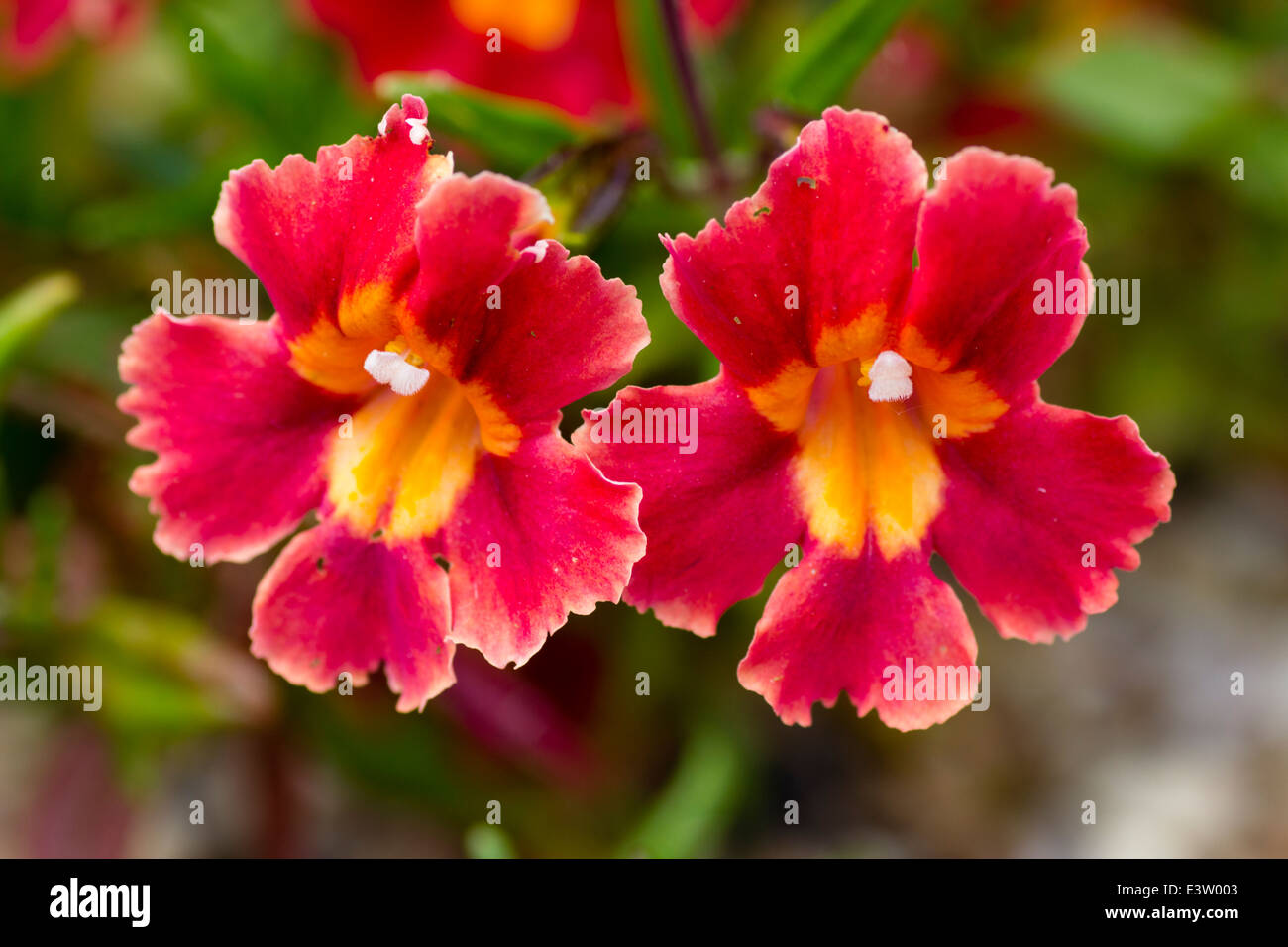 Close up of flowers of the red monkey flower, Diplacus puniceus Stock Photo