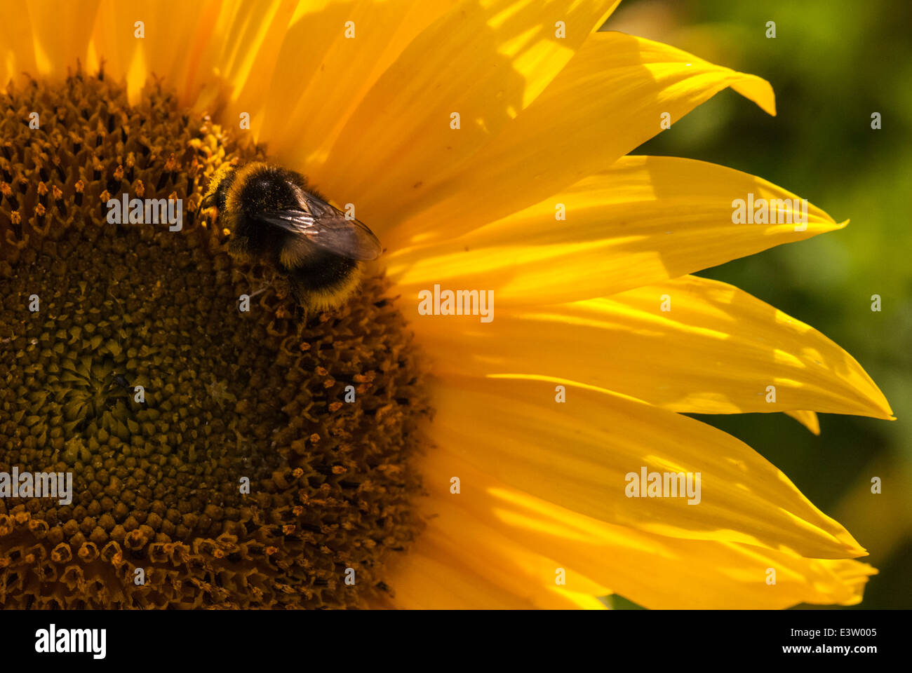 A Bumble bee, Bombus, on a Sunflower Head, Helianthus annuus. Stock Photo