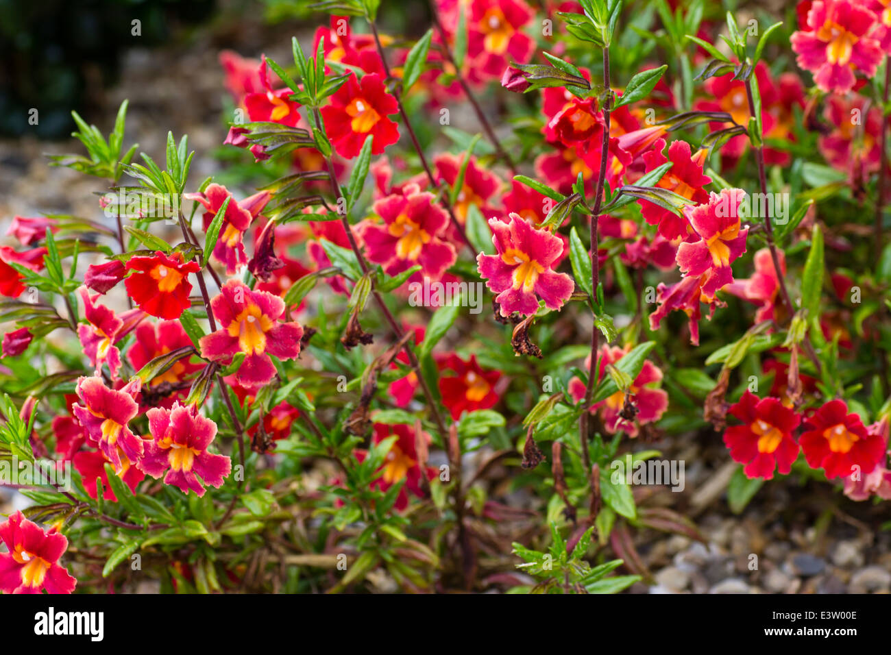 Flowers and foliage of the red monkey flower, Diplacus puniceus Stock Photo