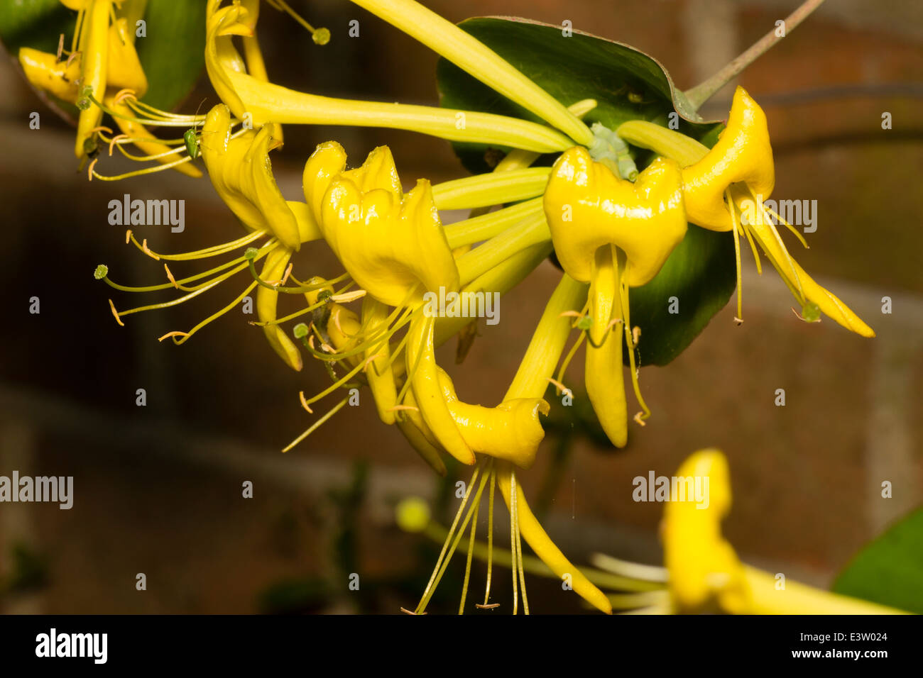 philodendron melinonii pflege Philodendron Melinonii Golden main image 0