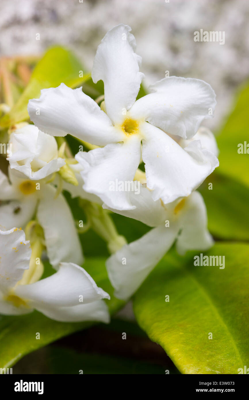 Close up of the flowers of the star jasmine, Trachelospermum jasminoides Stock Photo