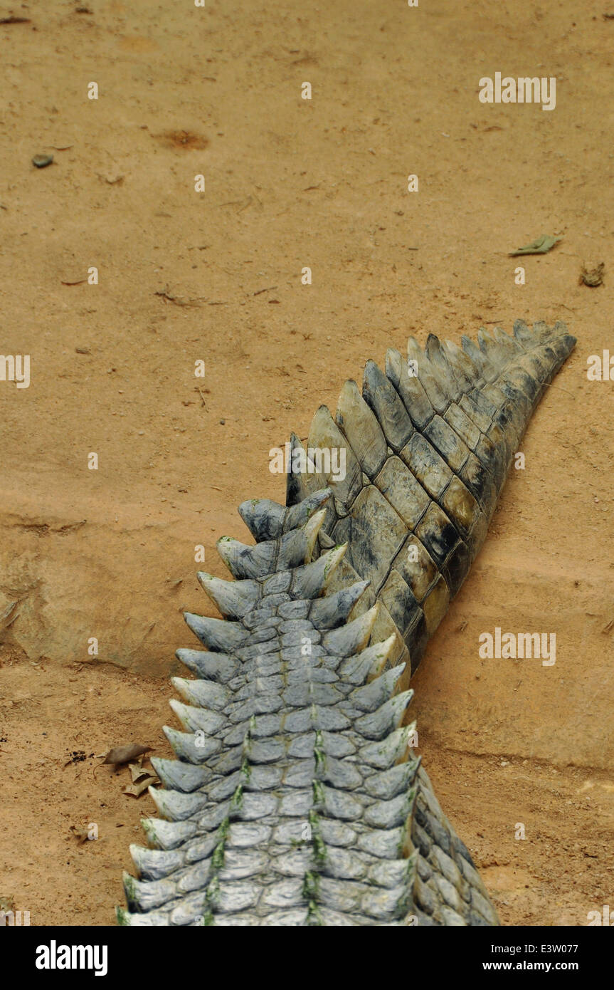 Nile crocodile tail closeup. Wild reptile animal skin abstract background. Stock Photo