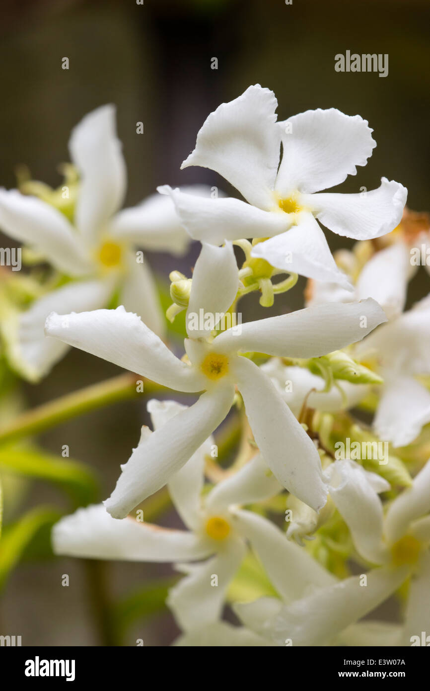 Close up of the flowers of the star jasmine, Trachelospermum jasminoides Stock Photo