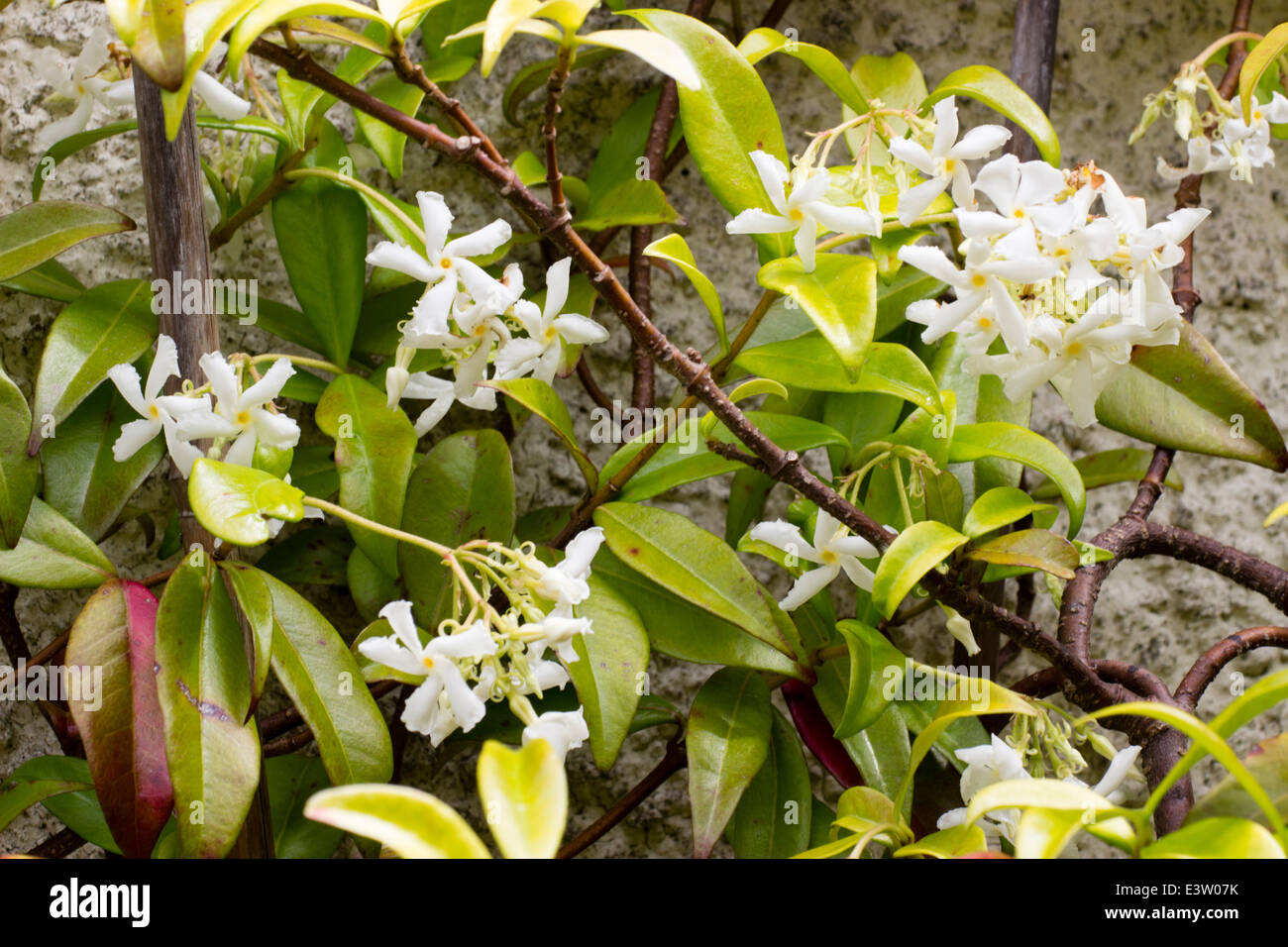 Foliage and flowers of the star jasmine, Trachelospermum jasminoides