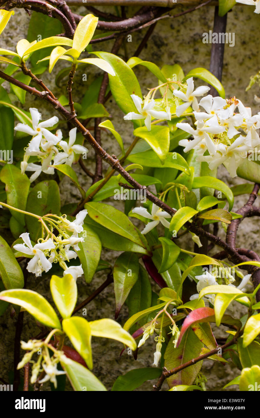 Foliage and flowers of the star jasmine, Trachelospermum jasminoides Stock Photo
