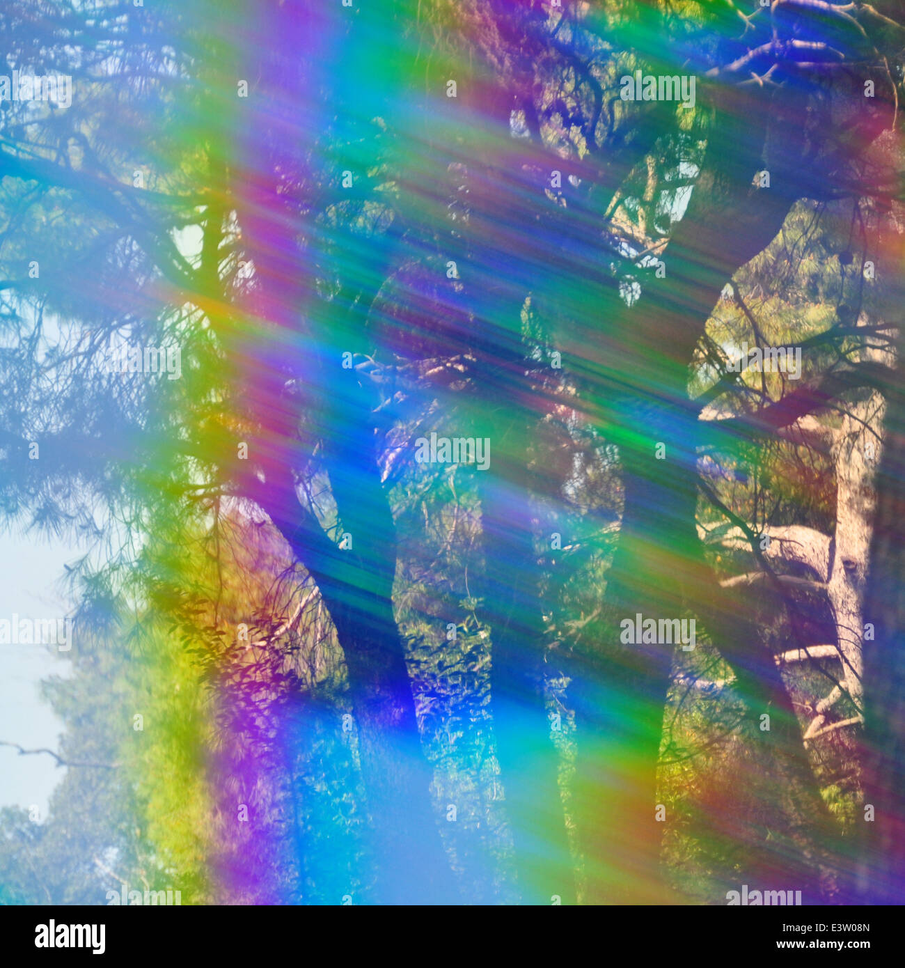 Spectrum colors light leak and faded trees abstract forest reflections through vintage prism filter. Stock Photo