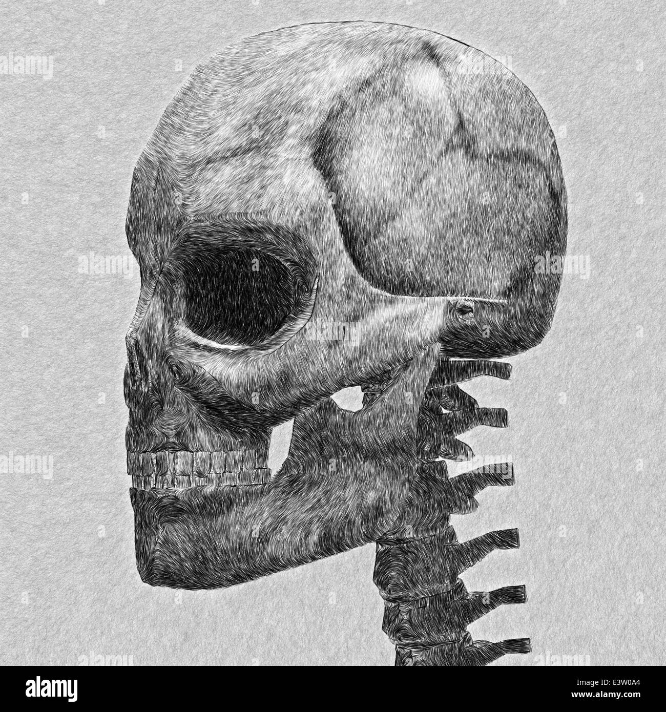 Human skull sketch. Abstract digitally created illustration. Stock Photo