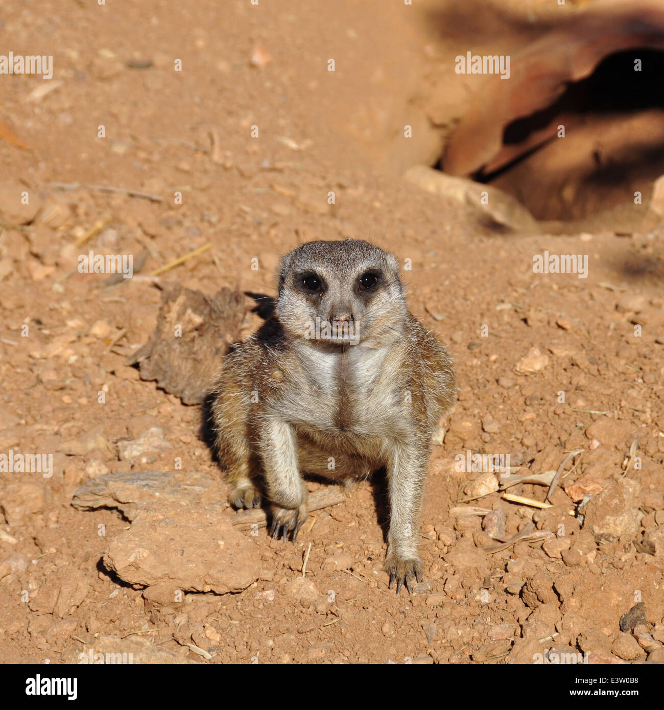 Closeup of meerkat small suricate funny animal. Stock Photo