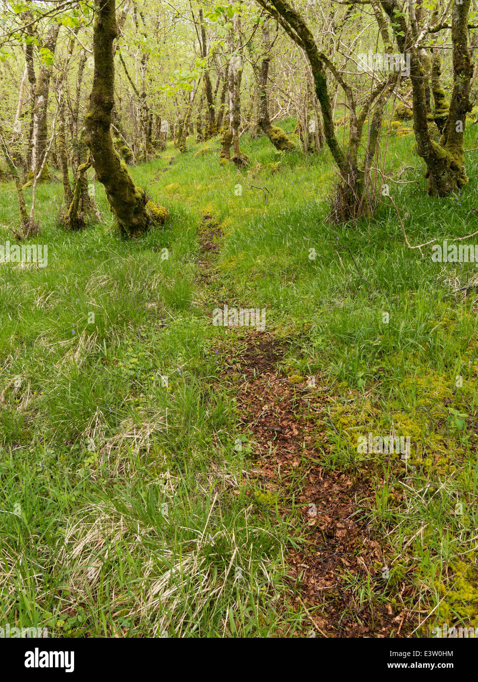 Feint woodland path through green grass and old moss covered trees, near Drinan, Isle of Skye, Scotland, UK Stock Photo
