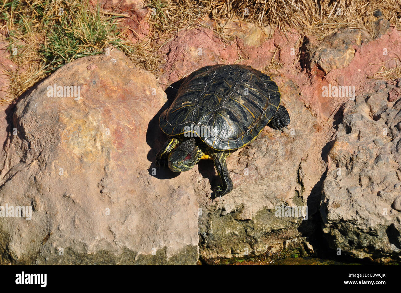 Red eared slider turtle climbing on rocks. Amphibian reptile animal in natural environment. Stock Photo