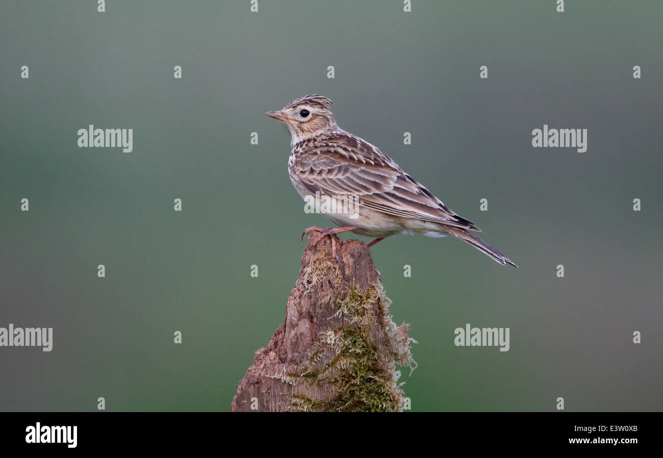Skylark, Alauda arvensis, single bird on post, Warwickshire, May 2014 Stock Photo