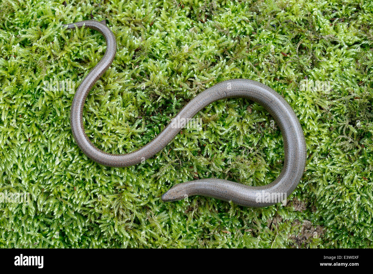 Slow worm, Anguis fragilis, single reptile, Warwickshire, May 2014 Stock Photo