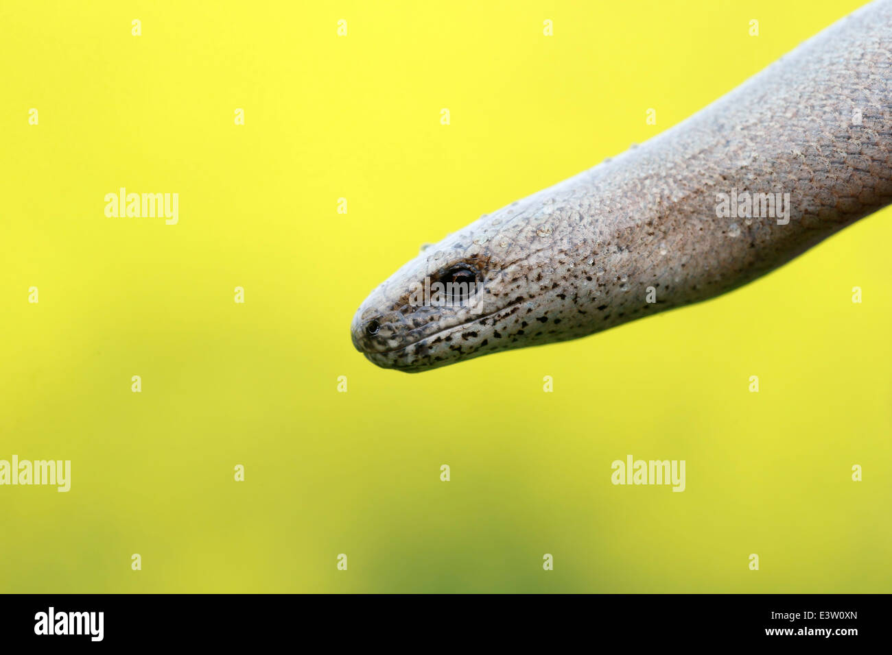 Slow worm, Anguis fragilis, single reptile, Warwickshire, May 2014 Stock Photo