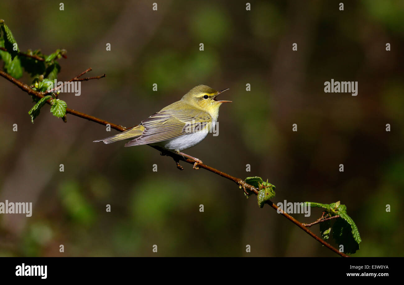 Wood warbler, Phylloscopus sibilatrix, single bird on branch, Warwickshire, May 2014 Stock Photo