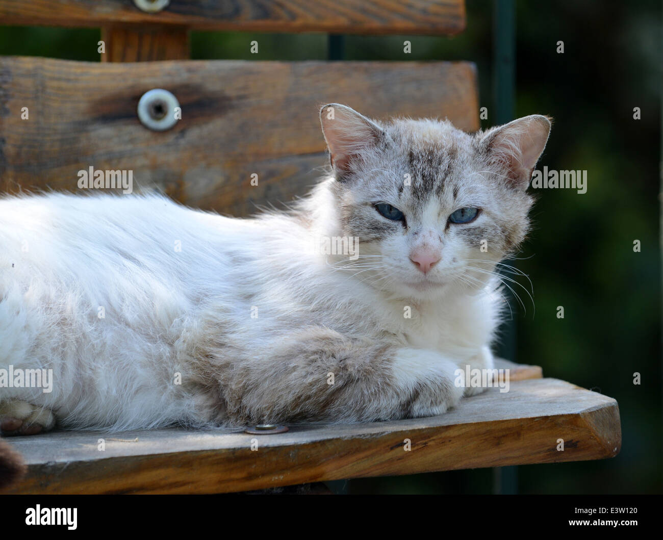 Cat relaxing on garden seat cats pets pet domestic animal Stock Photo