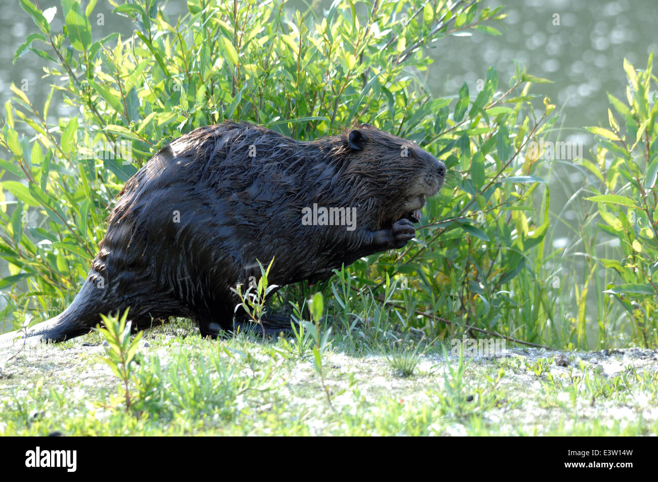 North American Beaver (Castor canadensis Stock Photo Alamy