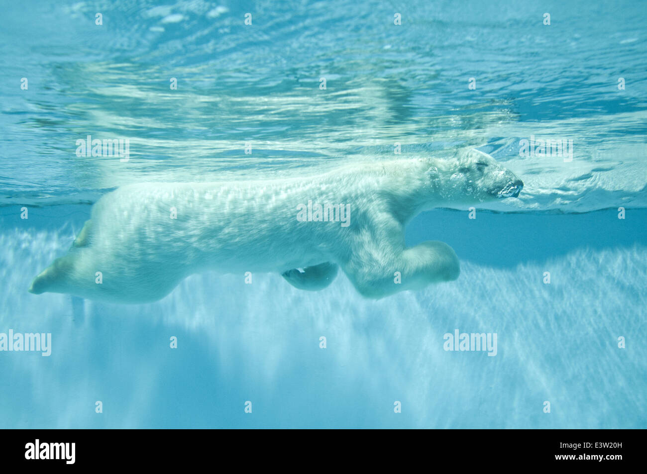 Swimming polar bear - Thalarctos Maritimus (Ursus maritimus) Stock Photo