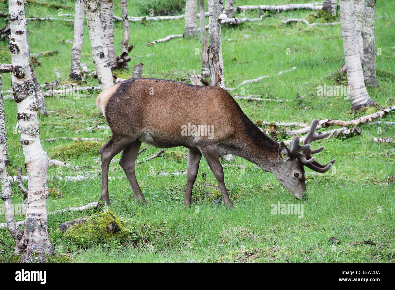 Large whitetail deer buck in the woods of Norway Stock Photo