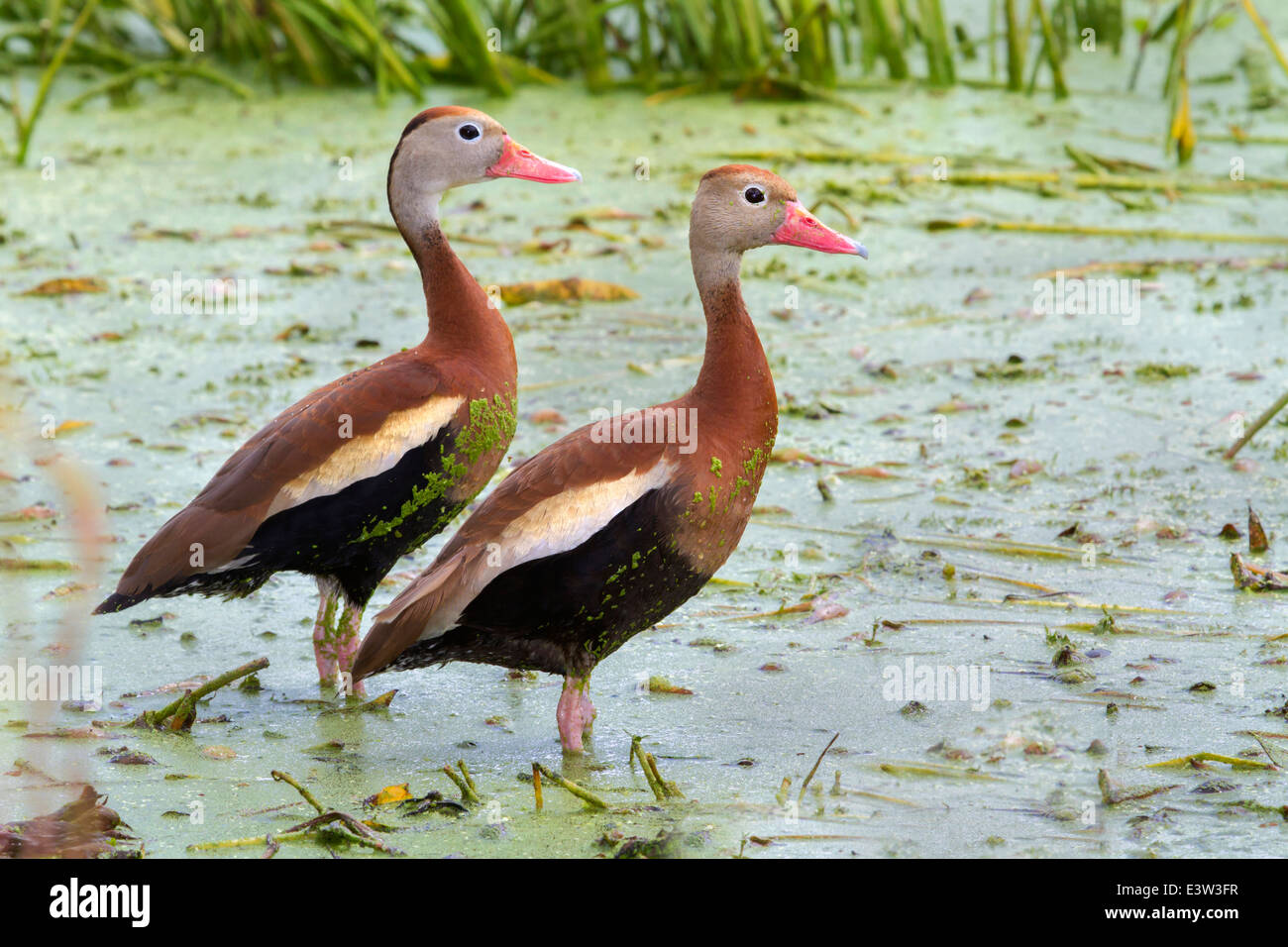 A pair of Black-bellied whistling ducks (Dendrocygna autumnalis) in a swamp covered with duckweed. Stock Photo