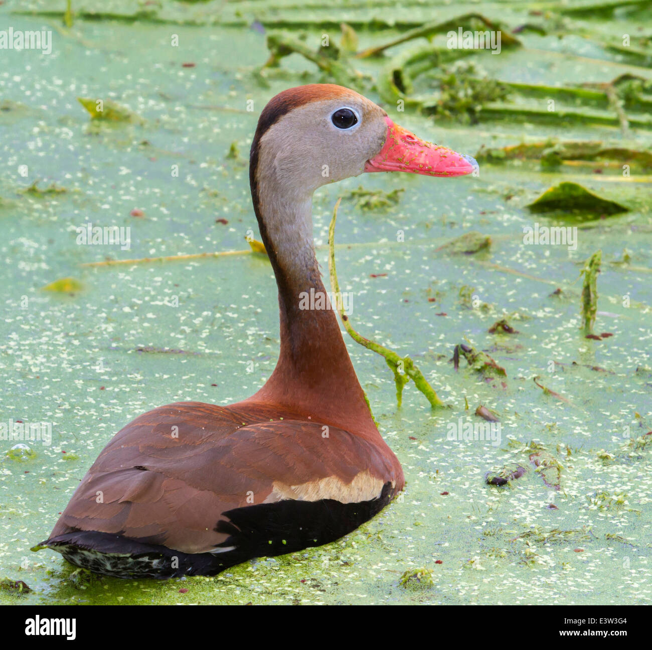 Black-bellied whistling ducks (Dendrocygna autumnalis) in a swamp covered with duckweed. Stock Photo