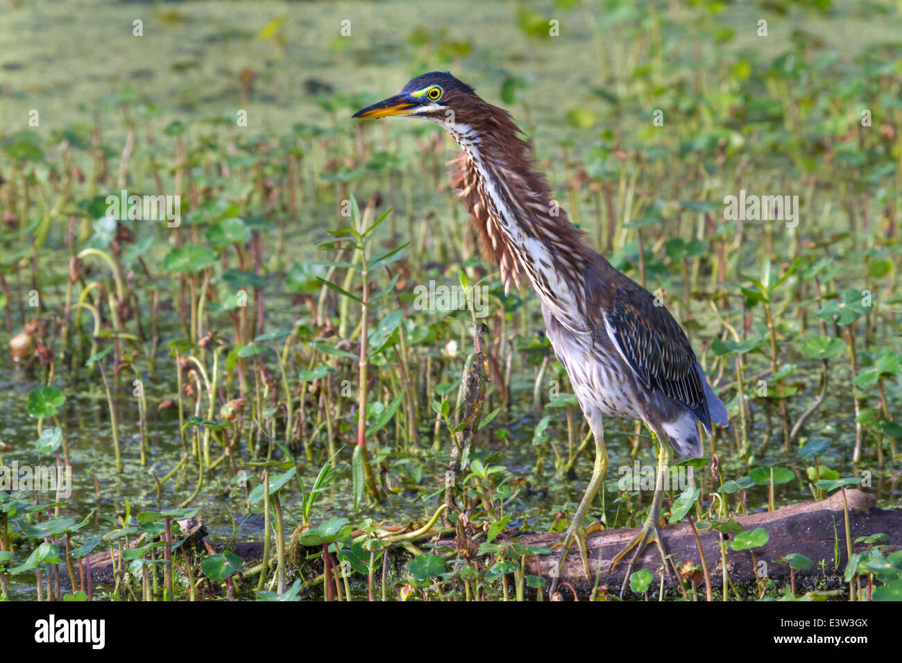 Green heron (Butorides virescens) demonstrating defensive 'Forward' display against another heron entering the territory. Stock Photo