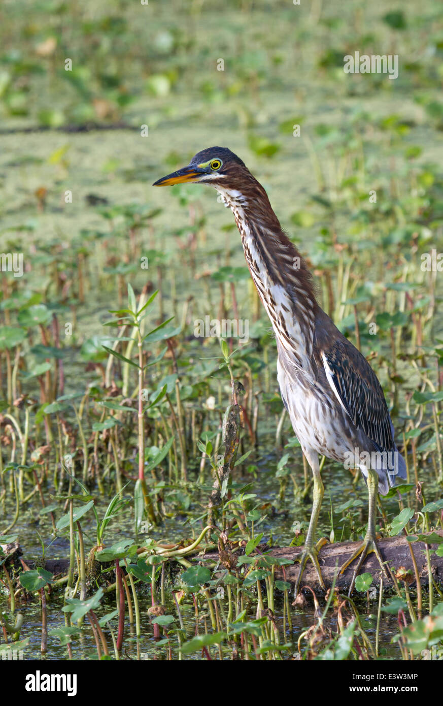 Green heron (Butorides virescens) demonstrating defensive 'Forward' display against another heron entering the territory. Stock Photo