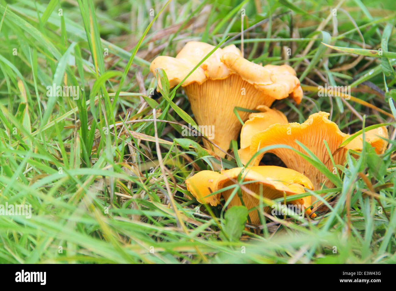 Chanterelle mushrooms growing in the grass macro closeup Stock Photo