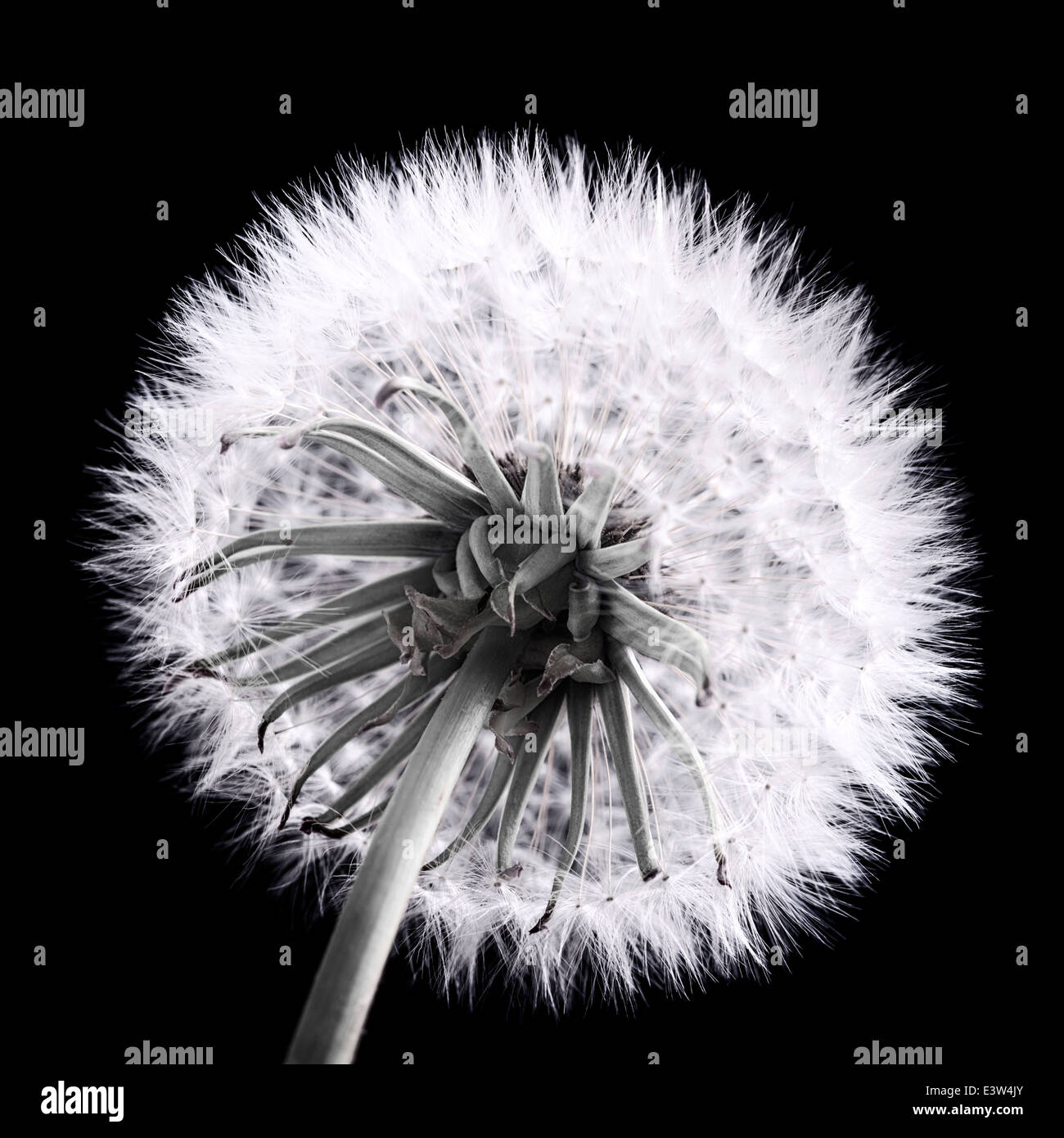 Dandelion seed head close up in black and white Stock Photo - Alamy